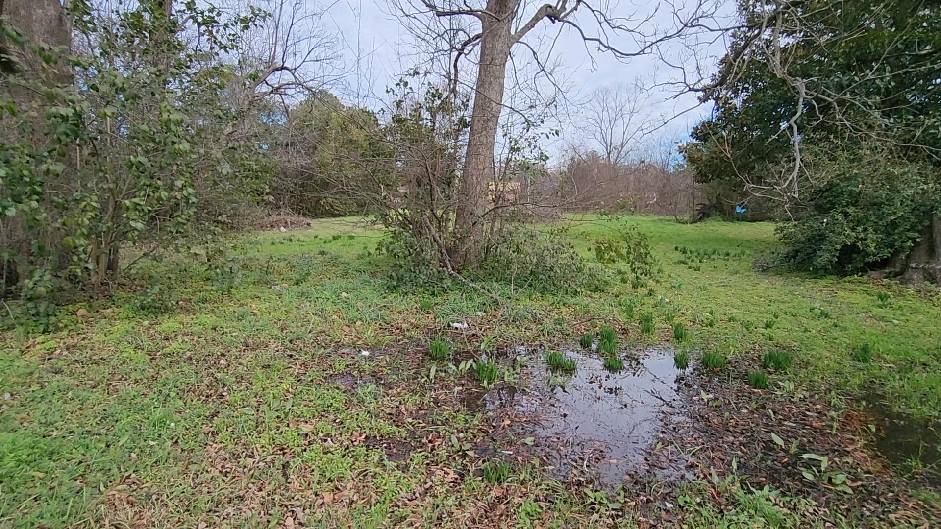 A swamp with a tree in middle and grass all around